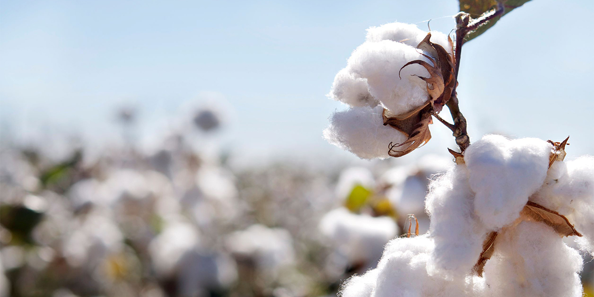 衣服回家的原材料