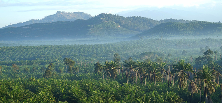 我们的立场在棕榈油”loading=