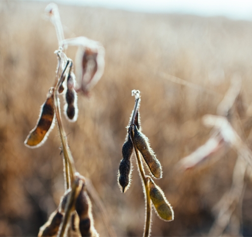 我们的方法的图像