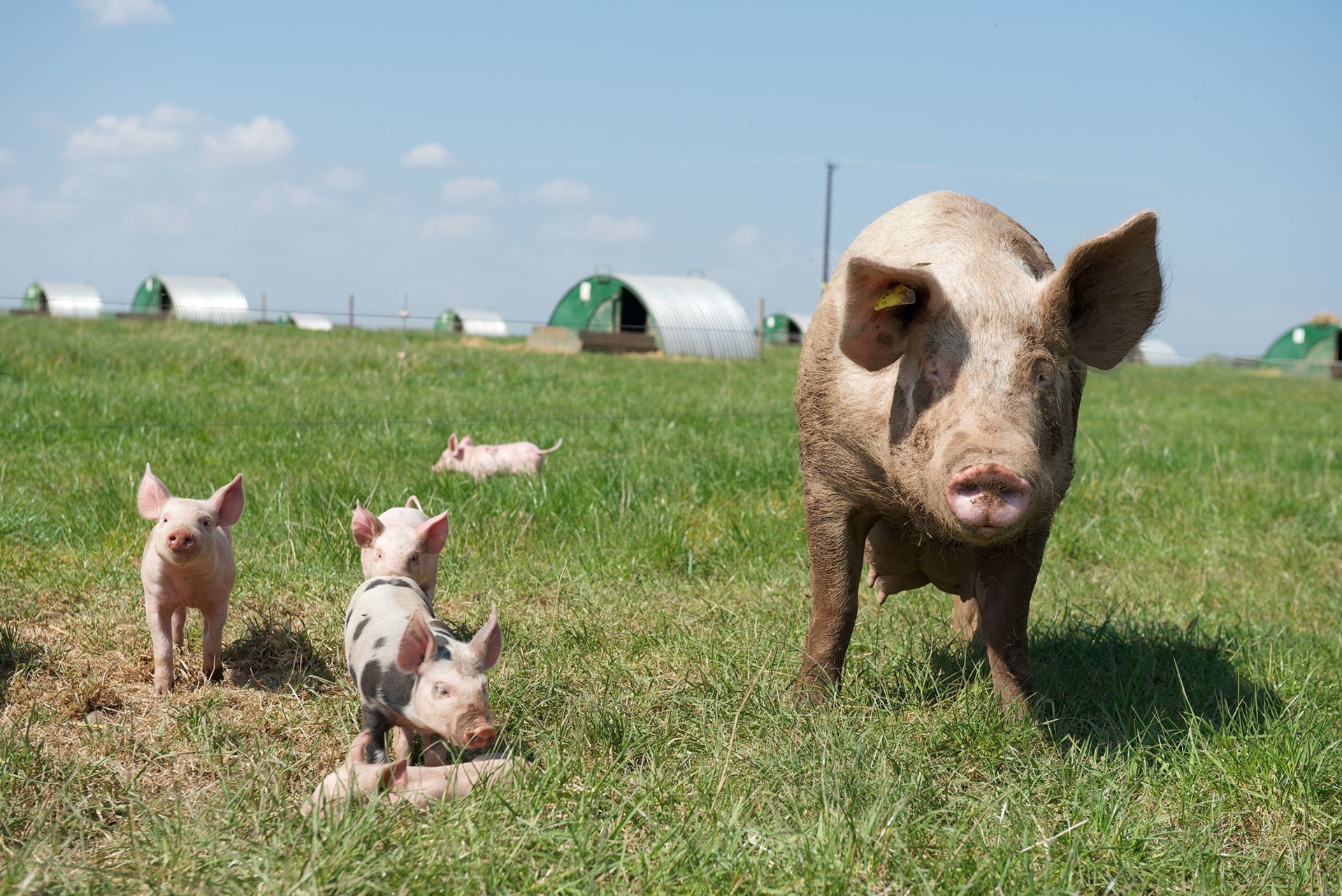 动物健康和福利——一个首要任务