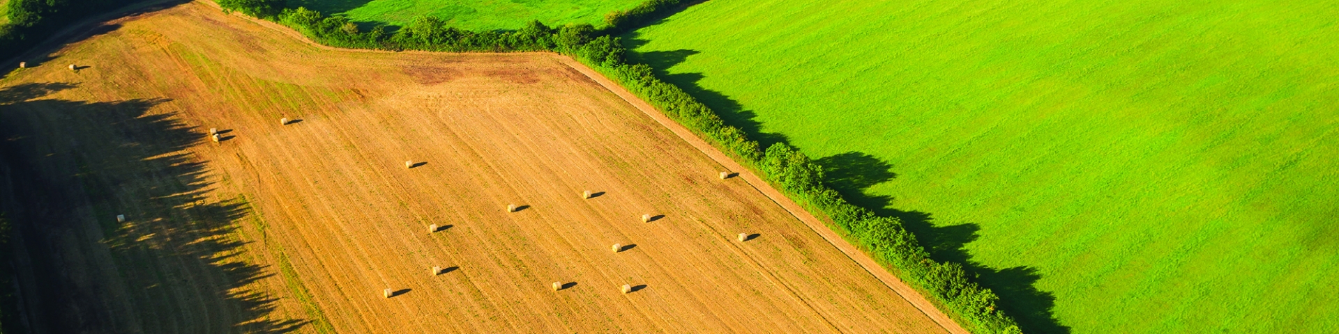 从领域到餐桌我们农业标准
