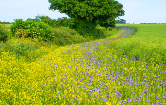 一片野花,草和树”loading=